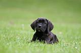 CANE CORSO 1246